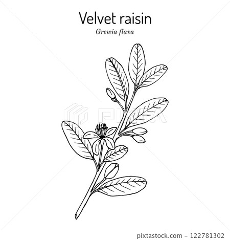 Velvet raisin Grewia flava , edible and medicinal plant 122781302