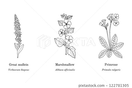 Collection of edible and medicinal plants 122781305