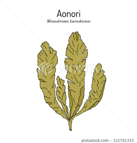 Aonori (Monostroma kuroshiense), edible green seaweed Aonori (Monostroma kuroshiense), edible green seaweed 122781333