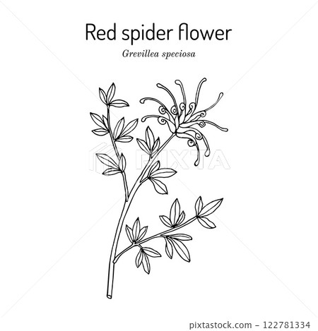 Red spider flower (Grevillea speciosa), ornamental plant 122781334