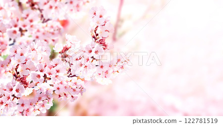 Horizontal banner with sakura flowers of white color on sunny backdrop. Beautiful nature spring background with a branch of blooming sakura. Sakura blossoming season in Japan 122781519