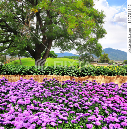 Big tree and many beautiful magenta chrysanthemum flowers on flower bed, Gyeongju, South Korea. Autumn scenery with chrysanthemum. Fall time in  Republic of Korea 122781542