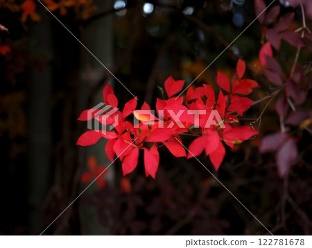 Bright red leaves of Enkianthus campanulatus (lighthouse azalea in autumn) Bright red leaves of Enkianthus campanulatus (lighthouse azalea in autumn) 122781678