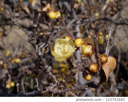 Yellow wintersweet flowers and buds (wintersweet in the winter sunshine) 122781685