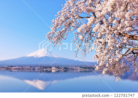 Spring Fuji in Japan and cherry blossoms 122781747
