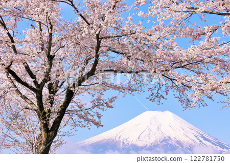 山梨縣、忍野村、富士山和櫻花樹 122781750
