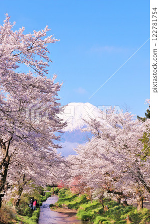 山梨縣、忍野村、新那莊川櫻花樹和富士山 122781754