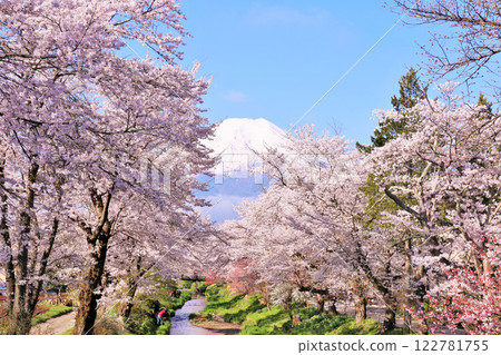 山梨縣、忍野村、新那莊川櫻花樹和富士山 122781755