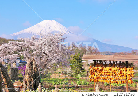 山梨縣忍野村的富士山和櫻花 122781756