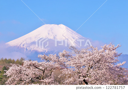 山梨縣忍野村的富士山和櫻花 122781757
