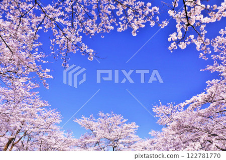 春天美麗的櫻花 春天美麗的櫻花 122781770