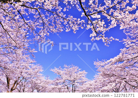 春天美麗的櫻花 春天美麗的櫻花 122781771