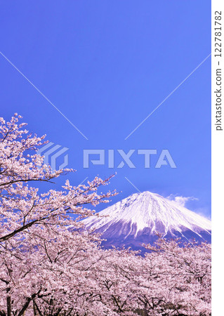 Spring Fuji in Japan and cherry blossoms Spring Fuji in Japan and cherry blossoms 122781782