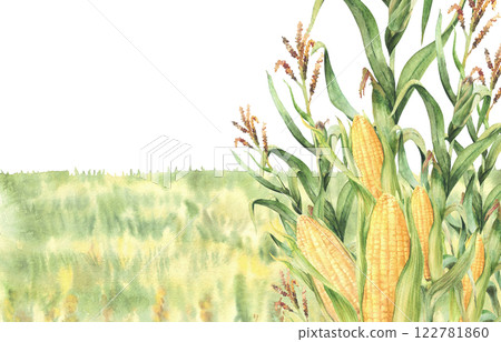Cornfield or golden maize field watercolor banner. Countryside landscape, farming scenery. Agricultural field with harvest, yellow flowers or plant crops Hand drawn illustration on isolated background Cornfield or golden maize field watercolor banner. Countryside landscape, farming scenery. Agricultural field with harvest, yellow flowers or plant crops Hand drawn illustration on isolated background 122781860
