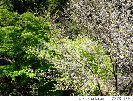Fresh green maple trees and cherry blossoms [Tsukui, Sagamihara City, April] 122781979