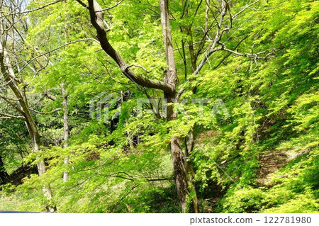 新綠的楓樹與樹林 [相模原市津久井 4月] 122781980