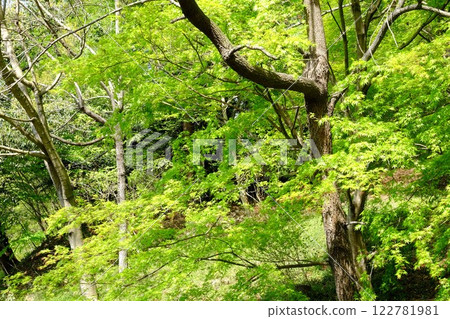 Fresh green maple trees and a grove of trees [Tsukui, Sagamihara City, April] 122781981