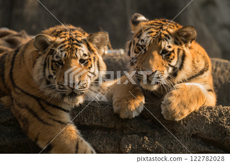 Tiger brothers sunbathing 122782028