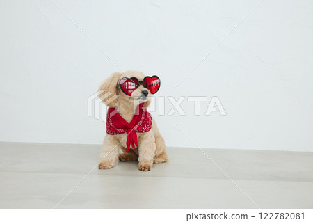 裝扮好的玩具貴賓犬 122782081