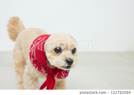 Toy poodle wearing a bandana 122782084