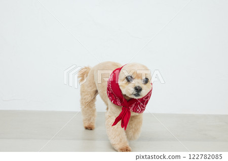 Toy poodle wearing a bandana 122782085