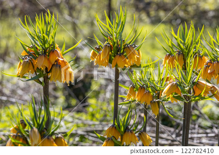 Flowering fritillary Rubra Maxima - crown imperial Rubra Maxima  122782410
