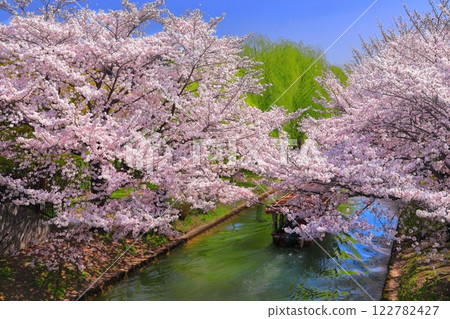 [Kyoto Prefecture] Fushimi Jukkokubune in fine weather and cherry blossoms in full bloom 122782427