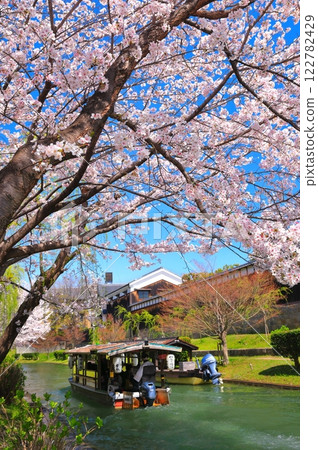 [京都府]天氣晴朗櫻花盛開的月景館大倉紀念館（伏見十國船） 122782429