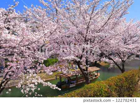 [Kyoto Prefecture] Fushimi Jukkokubune in fine weather and cherry blossoms in full bloom 122782431