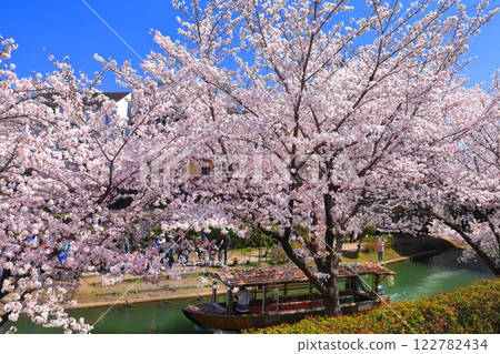 [Kyoto Prefecture] Fushimi Jukkokubune in fine weather and cherry blossoms in full bloom 122782434