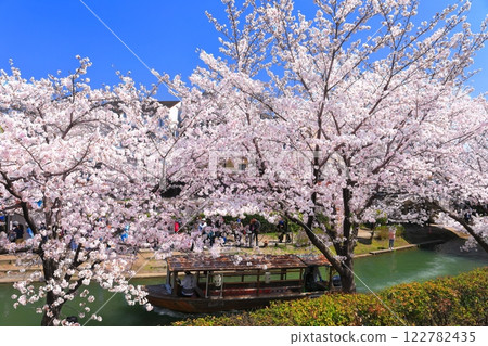 【京都府】伏見十國船晴好櫻花盛開 122782435