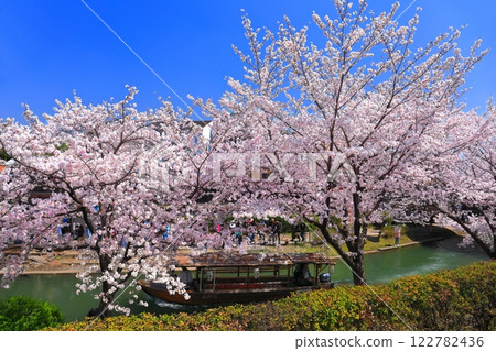 【京都府】伏見十國船晴好櫻花盛開 【京都府】伏見十國船晴好櫻花盛開 122782436