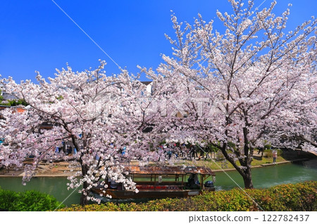 【京都府】伏見十國船晴好櫻花盛開 122782437