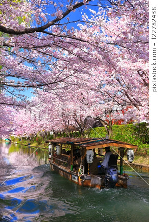 [Kyoto Prefecture] Fushimi Jukkokubune in fine weather and cherry blossoms in full bloom 122782438