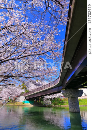 [Kyoto Prefecture] Fushimi Deai Bridge in fine weather and cherry blossoms in full bloom (Fushimi Jukkokubune) 122782439