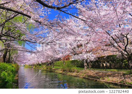 [Kyoto Prefecture] Fushimi Port in fine weather and cherry blossoms in full bloom (Fushimi Jukkokubune) 122782440