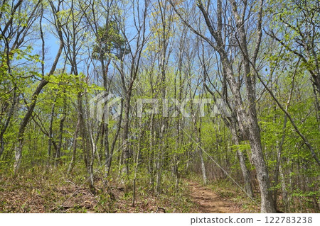 福島縣靈山的山路,藍天映襯下,新綠初綻 - Ver2 福島縣靈山的山路,藍天映襯下,新綠初綻 - Ver2 122783238