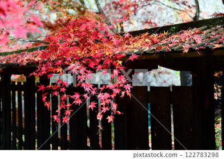 Autumn leaves in the large garden of Nakano's residence in Niigata Autumn leaves in the large garden of Nakano's residence in Niigata 122783298
