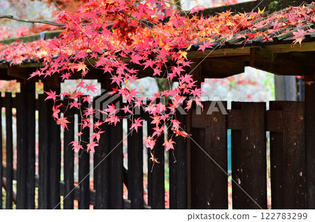 Autumn leaves in the large garden of Nakano's residence in Niigata Autumn leaves in the large garden of Nakano's residence in Niigata 122783299