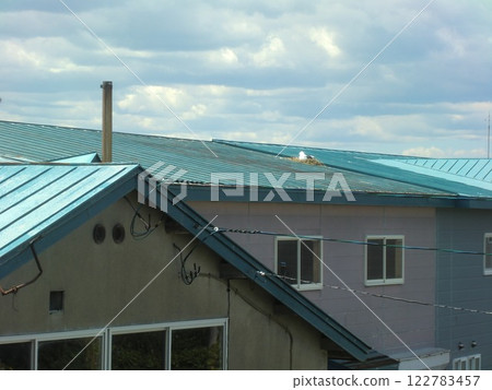 Birds on the roof, bird nesting, roof, warehouse roof Birds on the roof, bird nesting, roof, warehouse roof 122783457