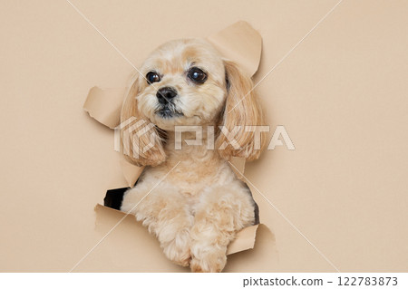 A dog peeking out from a background paper 122783873