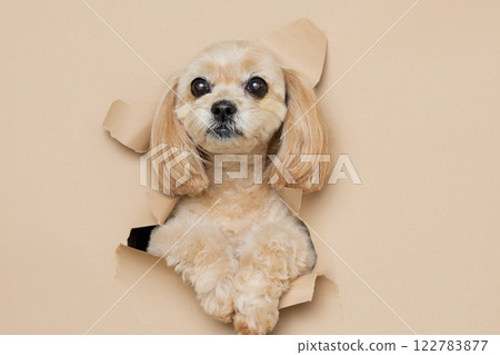 A dog peeking out from a background paper 122783877