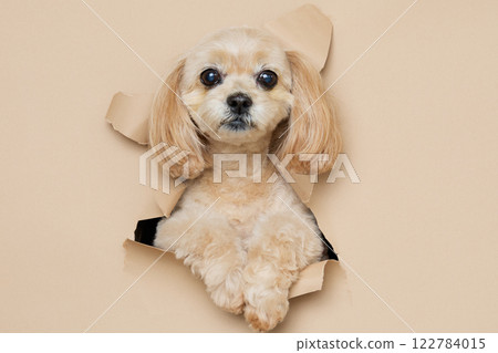 A dog peeking out from a background paper 122784015