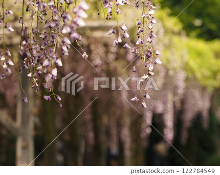  紫藤花 122784549