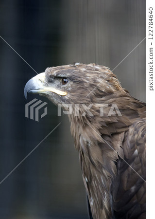 Eagle on a tree 122784640