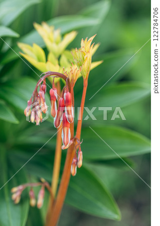 Vertical image of 'Gold Heart' bleeding heart. Lamprocapnos formerly Dicentra spectabilis Vertical image of 'Gold Heart' bleeding heart. Lamprocapnos formerly Dicentra spectabilis 122784706