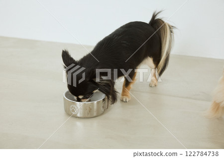 Dog eating dog food 122784738