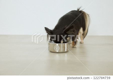 Dog eating dog food 122784739