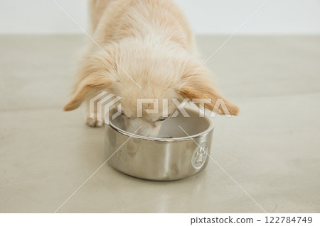 Dog eating dog food 122784749