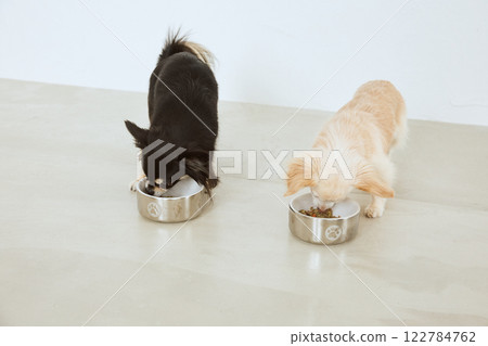 Dog eating dog food Dog eating dog food 122784762